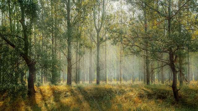 Forest Produce